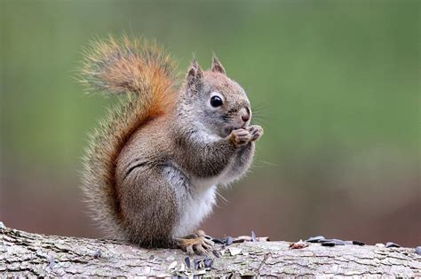 Cute Little Red Squirrel Photograph By Sue Feldberg Fine Art America