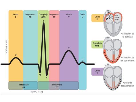 Como Funciona O Eletrocardiograma Retoedu