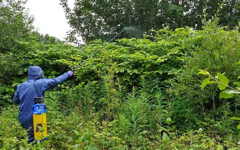 The Ultimate Guide To Japanese Knotweed Japanese Knotweed Plus