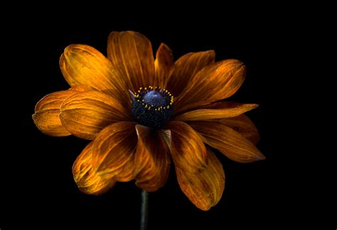 15 Outstanding Flower Desktop Wallpaper Dark You Can Download It Free