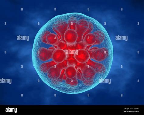 Histoplasma capsulatum spore hi-res stock photography and images - Alamy