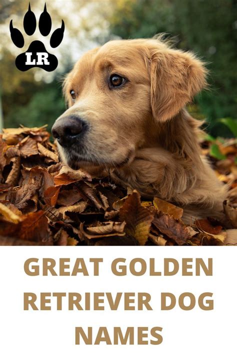 200 Of The Best Golden Retriever Names Artofit