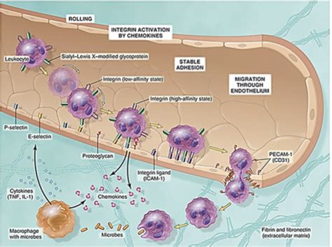 Microbiology Exam Innate Adaptive Immunity Flashcards Quizlet