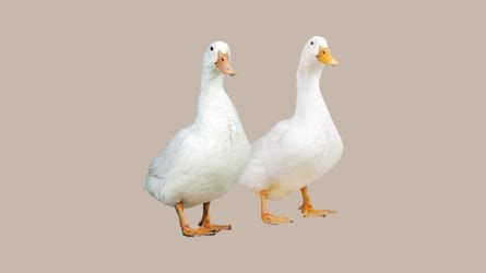 Pekin Duck PS Star 53 Weezyou