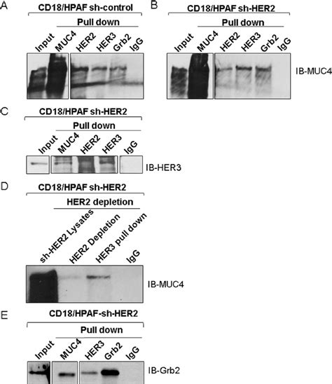 Association Of MUC4 HER2 And HER3 In Pancreatic Cancer Cells A And B