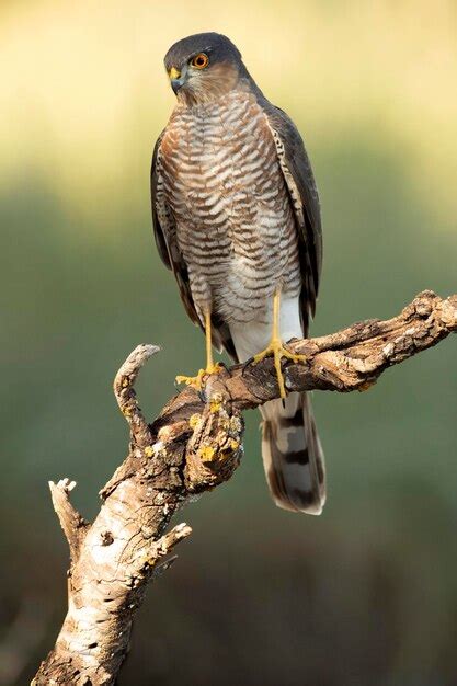 Premium Photo Adult Male Eurasian Sparrow Hawk On Its Hunting Perch