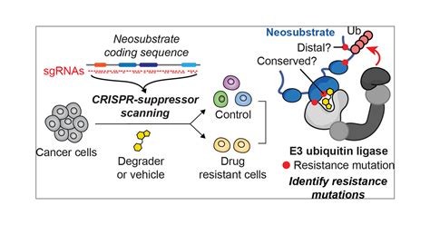 Profiling The Landscape Of Drug Resistance Mutations In Neosubstrates