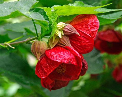 Abutilon X Hybridum Gardensonline