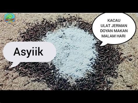 Waktu Makan Ulat Jerman Budidaya Ulat Jerman Super Worm