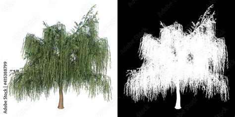 Front View Of Plant Salix Babylonica Weeping Willow Tree Png With