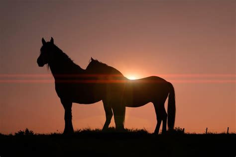 horse silhouette with a beautiful sunset background 10805924 Stock ...