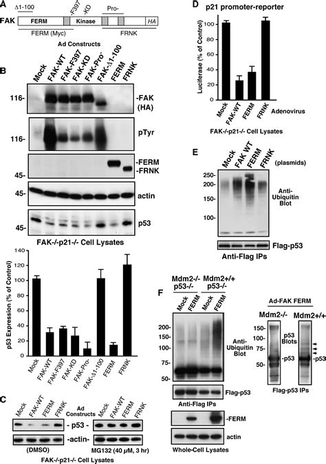 Nuclear Fak Promotes Cell Proliferation And Survival Through Ferm Enhanced P53 Degradation