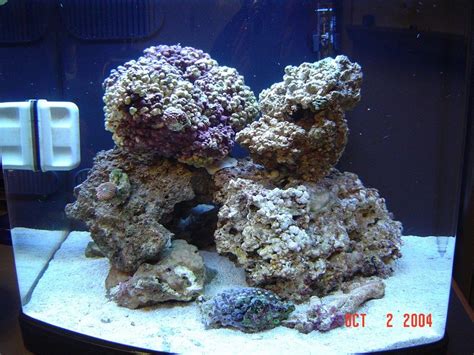 My JBJ Nano Cube At 3 Months Tank Shots Nano Reef Community