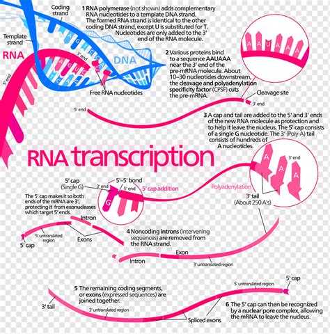 Transcription Biology Diagram