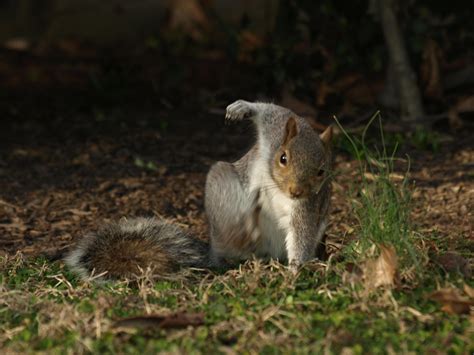 This Squirrel Doing A Super Hero Pose Sparked A Hilarious Photoshop ...