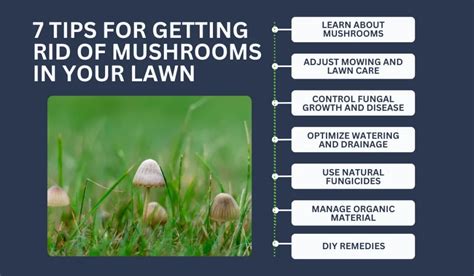 7 Effective Strategies To Eliminate Lawn Mushrooms Sodlawn