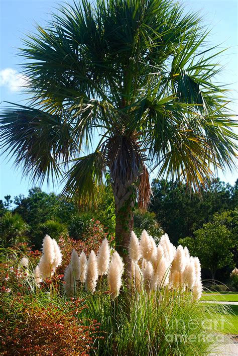 Palmetto Tree Photograph By Susanne Van Hulst Fine Art America