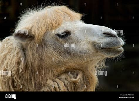 Camelus Ferus F Bactrianus Hi Res Stock Photography And Images Alamy