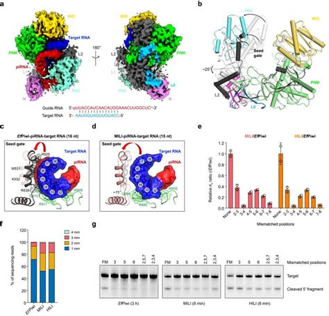 Structural Basis For Pirna Targeting A Cryo Em Reconstruction Of