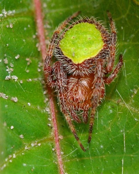 Tropical Orbweaver Spider MatBio ARACHNIDS Matanzas Biodiversity