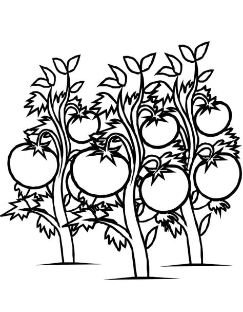 Coloriage Plants De Tomates T L Charger Et Imprimer Gratuit Sur