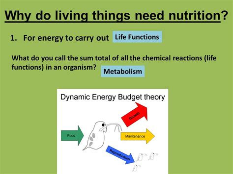 😎 Why Do Living Organisms Need Nutrition Why Do Living Organisms Need