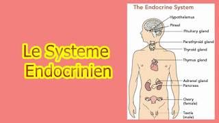 Syst Me Endocrinien Infirmierscom