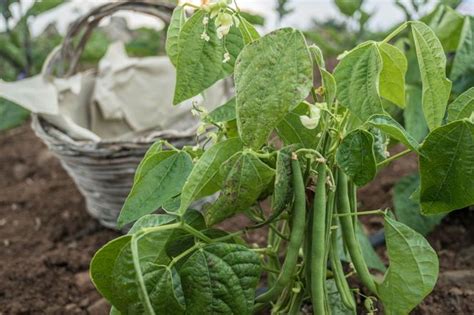 Jak uprawiać fasolkę szparagową w ogrodzie Praktyczny poradnik na