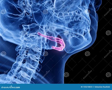 The Hyoid Bone Stock Illustration 155218885