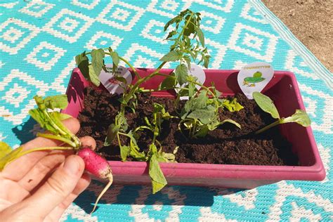 Apprenez aux enfants à cultiver des fruits et légumes avec ce mini potager