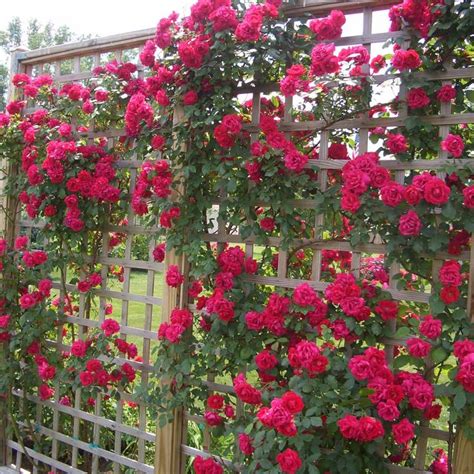 12 Inspiring Diy Flower Walls Climbing Roses Trellis Climbing