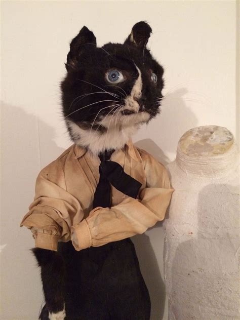 Vintage taxidermy cat | Cat fails, Bad taxidermy, Taxidermy