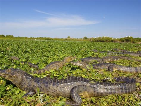 The Animals You'll Find in Brazil's Pantanal Wetland