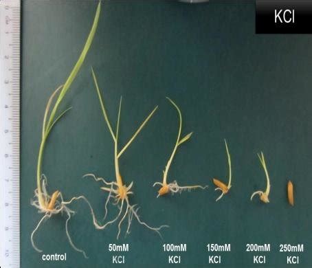 Mr Seeds Germination In Different Saline Solutions Of Nacl Kcl