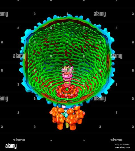 Bacteri Fago P El Modelo De La Computadora Vista En Corte Del P