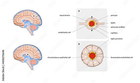 Diagram Illustrating Cerebrospinal Fluid CSF in the Brain Central ...