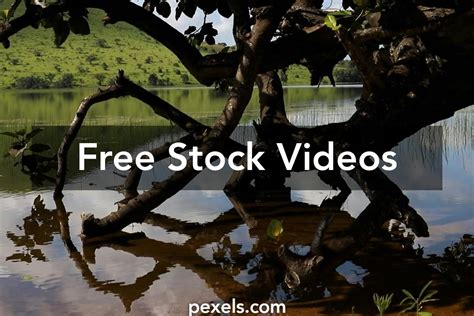 Savana Hayvanı Videos, Download The BEST Free 4k Stock Video Footage ...