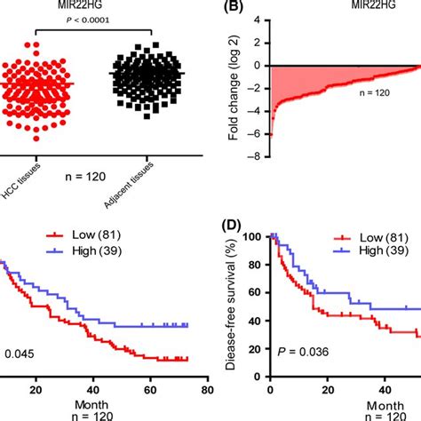 MIR22HG Expression Is Downregulated In Hepatocellular Carcinoma HCC