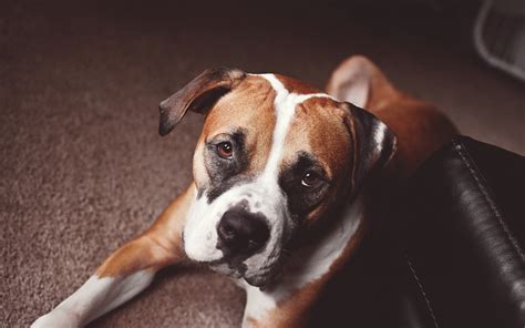 Wallpaper Animals Puppy Boxer Vertebrate Dog Like Mammal Dog