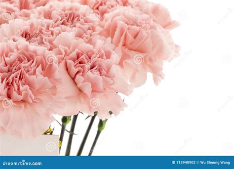 Mother`s Day, Carnations, Pink Carnations, Stock Photo - Image of closeup, close: 113940902