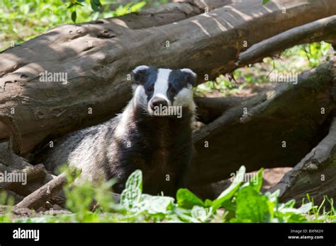 European Badger Meles Meles Stock Photo Alamy