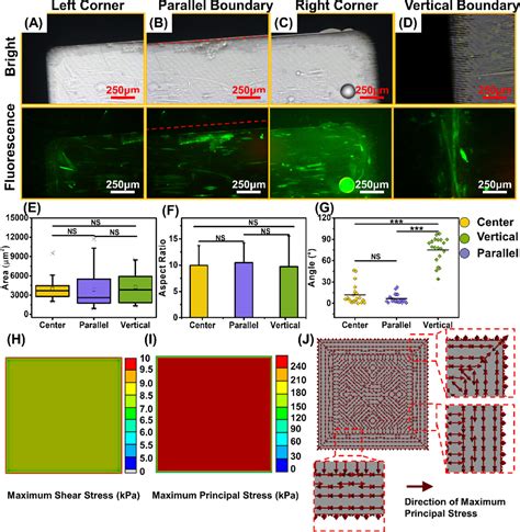 Effect Of Anisotropic Structural Depth On Orientation And