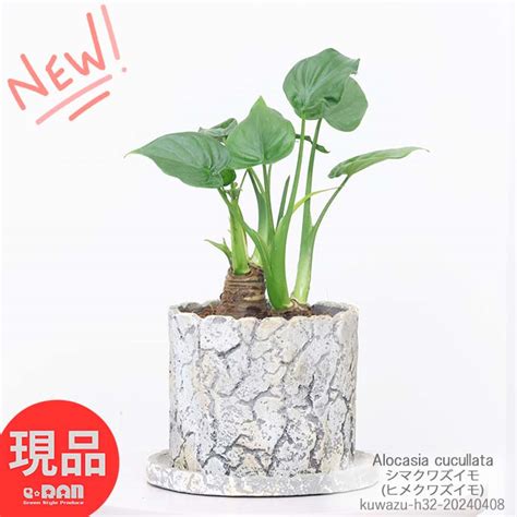 観葉植物 アロカシア シマクワズイモ 高さ約32cm セメントポット ヒメクワズイモ ククラータ トトロの傘 タイワンクワズイモ くわずいも