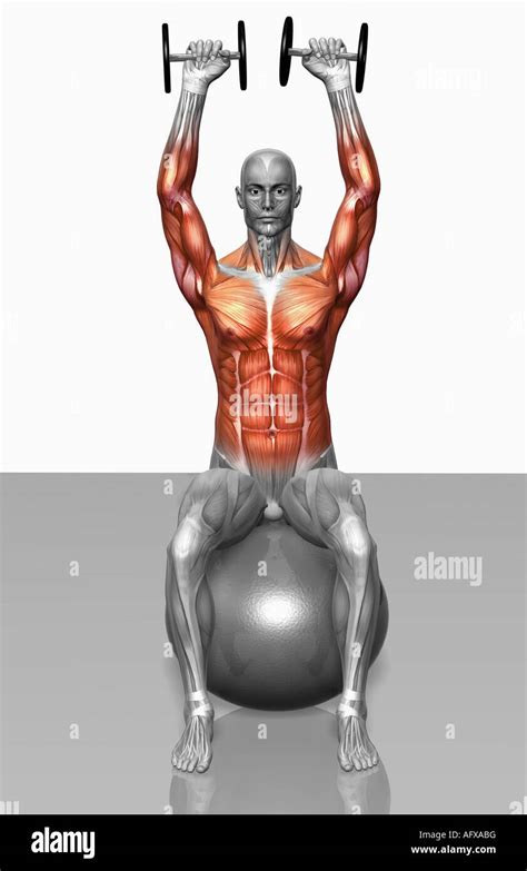 Dumbbell Overhead Press Muscles Worked