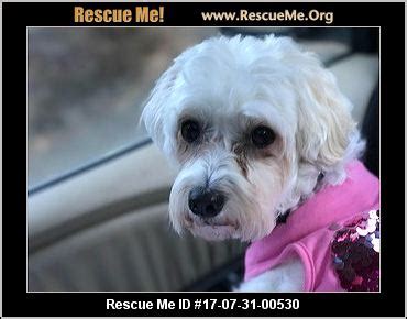 Washington Havanese Rescue ― ADOPTIONS ― RescueMe.Org