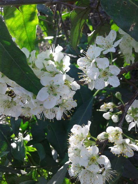 Fotos Gratis Blanco Flor Planta Primavera Flora Nannyberry