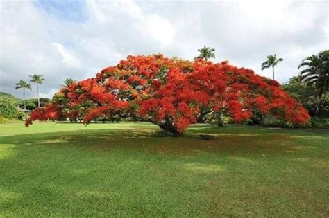 BTE adopts Poinciana as company tree! - Brisbane Tree Experts