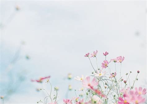 Softly Floral Wallpaper For Desktop And Phone