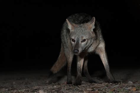 Crab Eating Fox Sean Crane Photography
