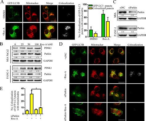 Frontiers PINK1 Parkin Mediated Mitophagy Regulation By Reactive